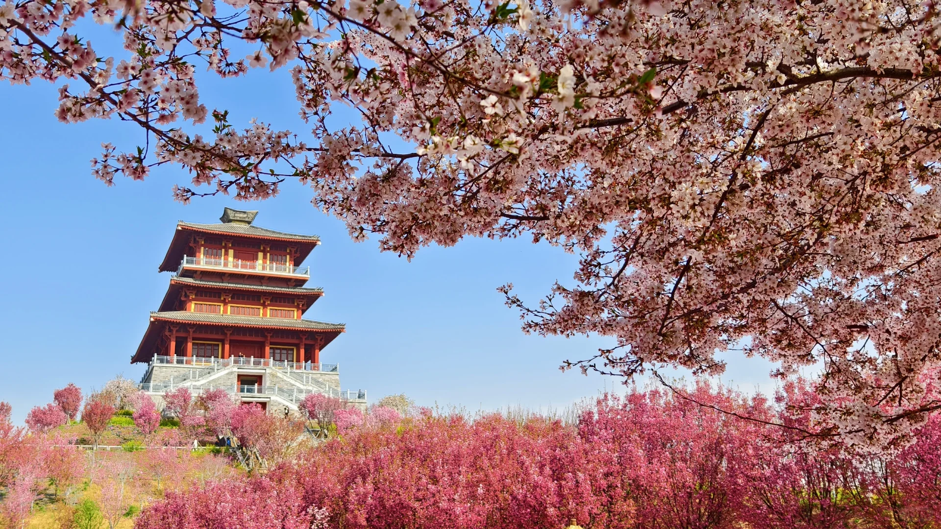 郑州赏花第5期：丰乐樱花园赏樱花攻略