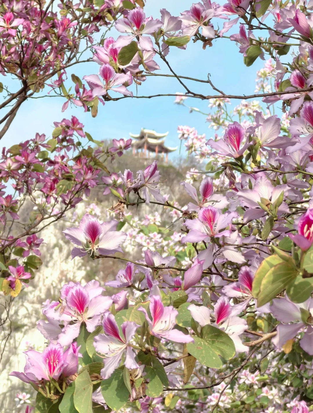 肇庆七星岩｜春日已成花海 赏花最全攻略来啦