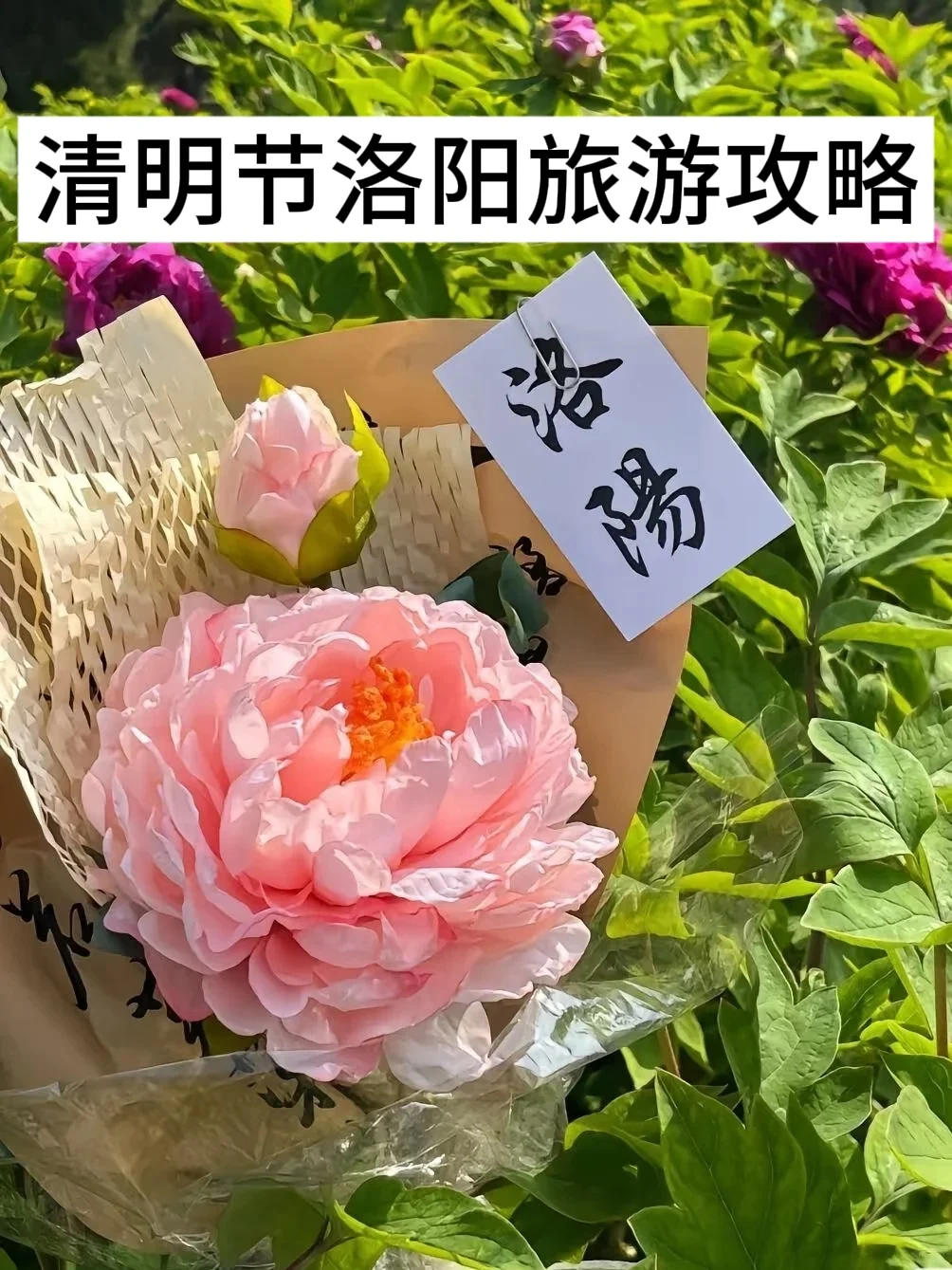 清明节洛阳旅游详细清单（含牡丹观赏）