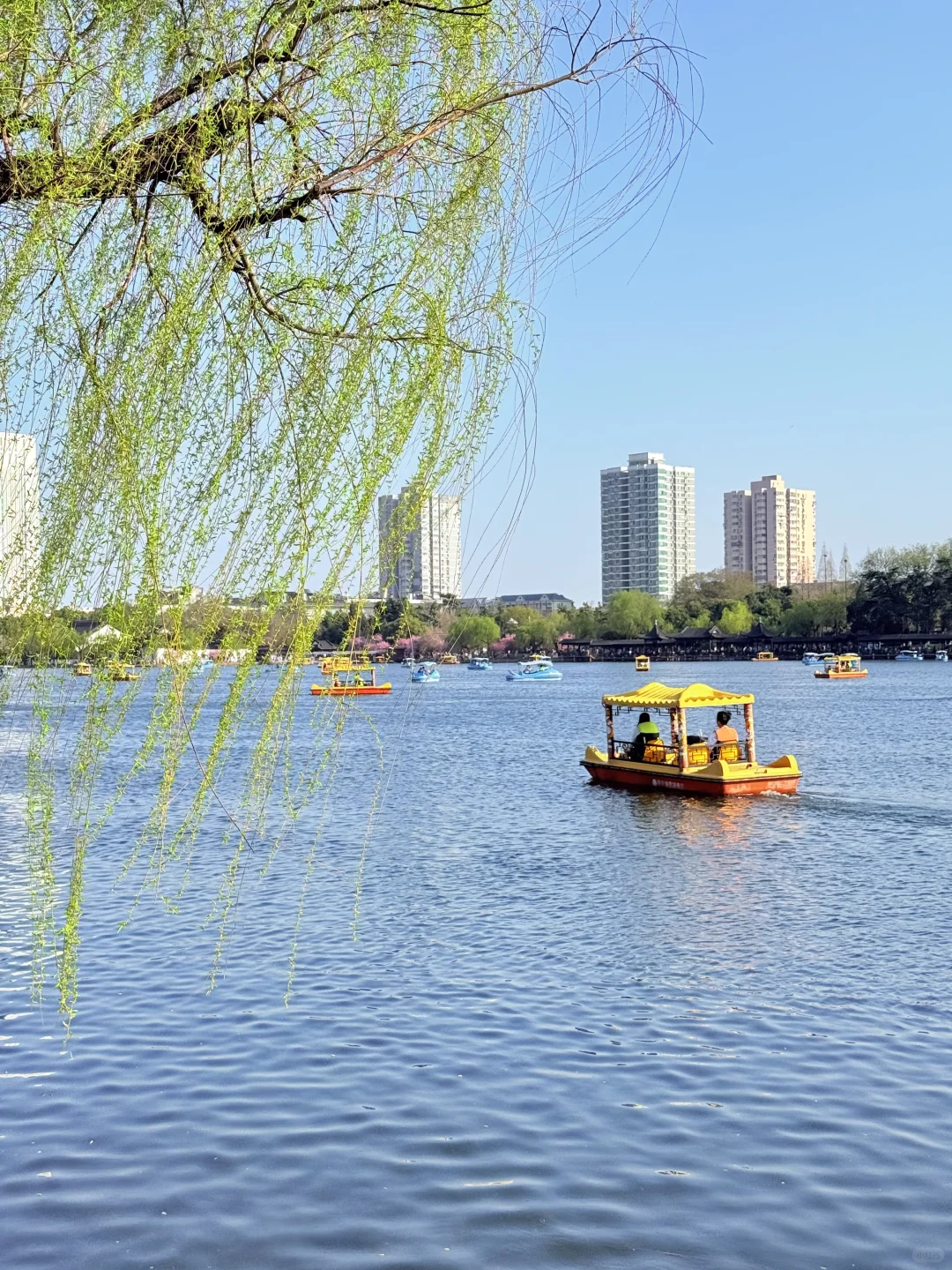 📍南京｜避开人流！0元get海棠花海秘境🌸