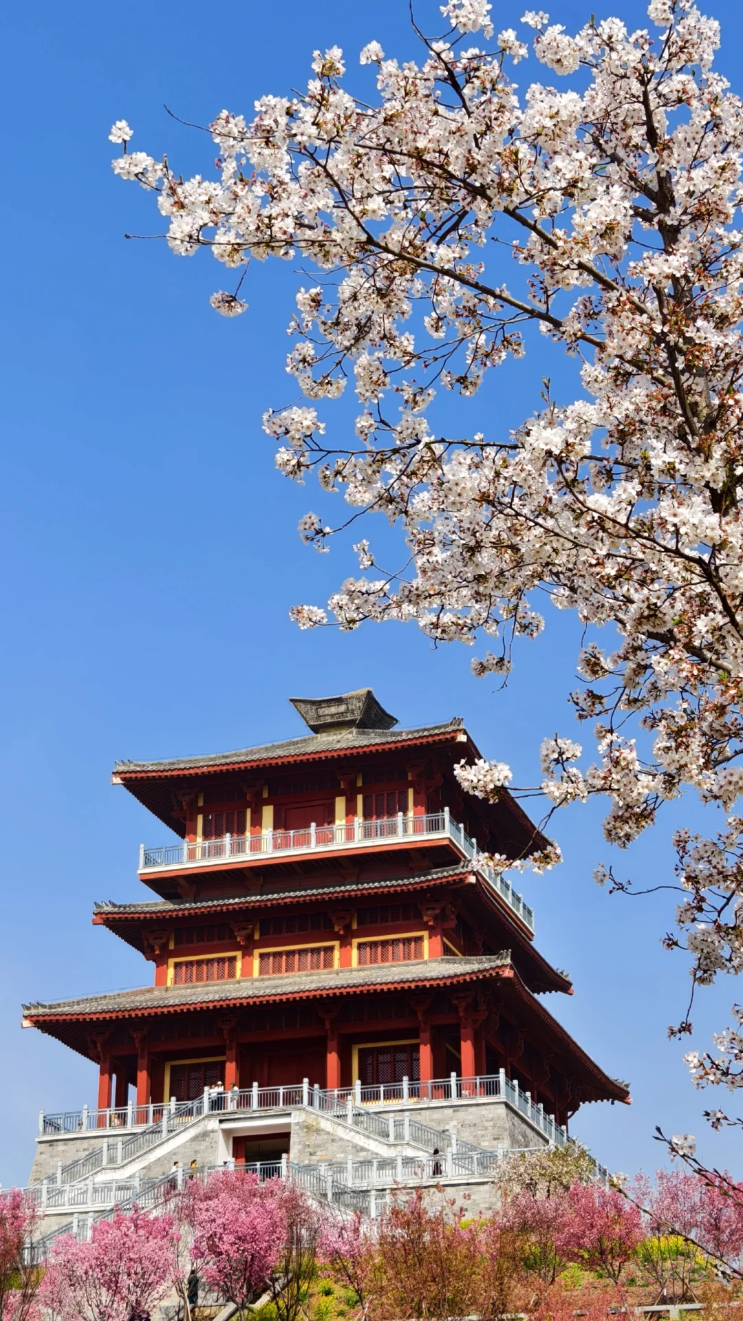 郑州赏花第5期：丰乐樱花园赏樱花攻略