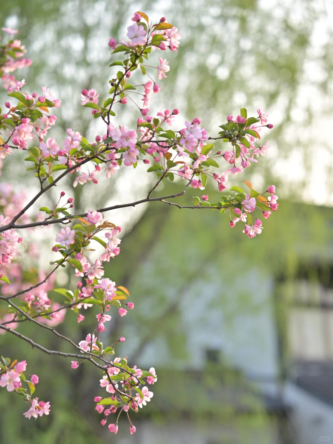📍南京｜避开人流！0元get海棠花海秘境🌸