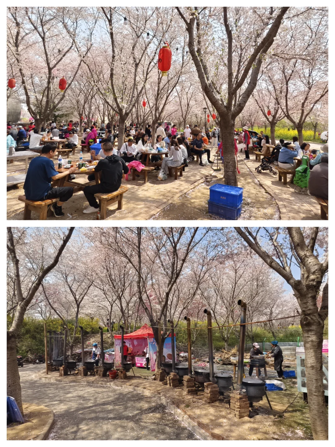 郑州赏花第5期：丰乐樱花园赏樱花攻略