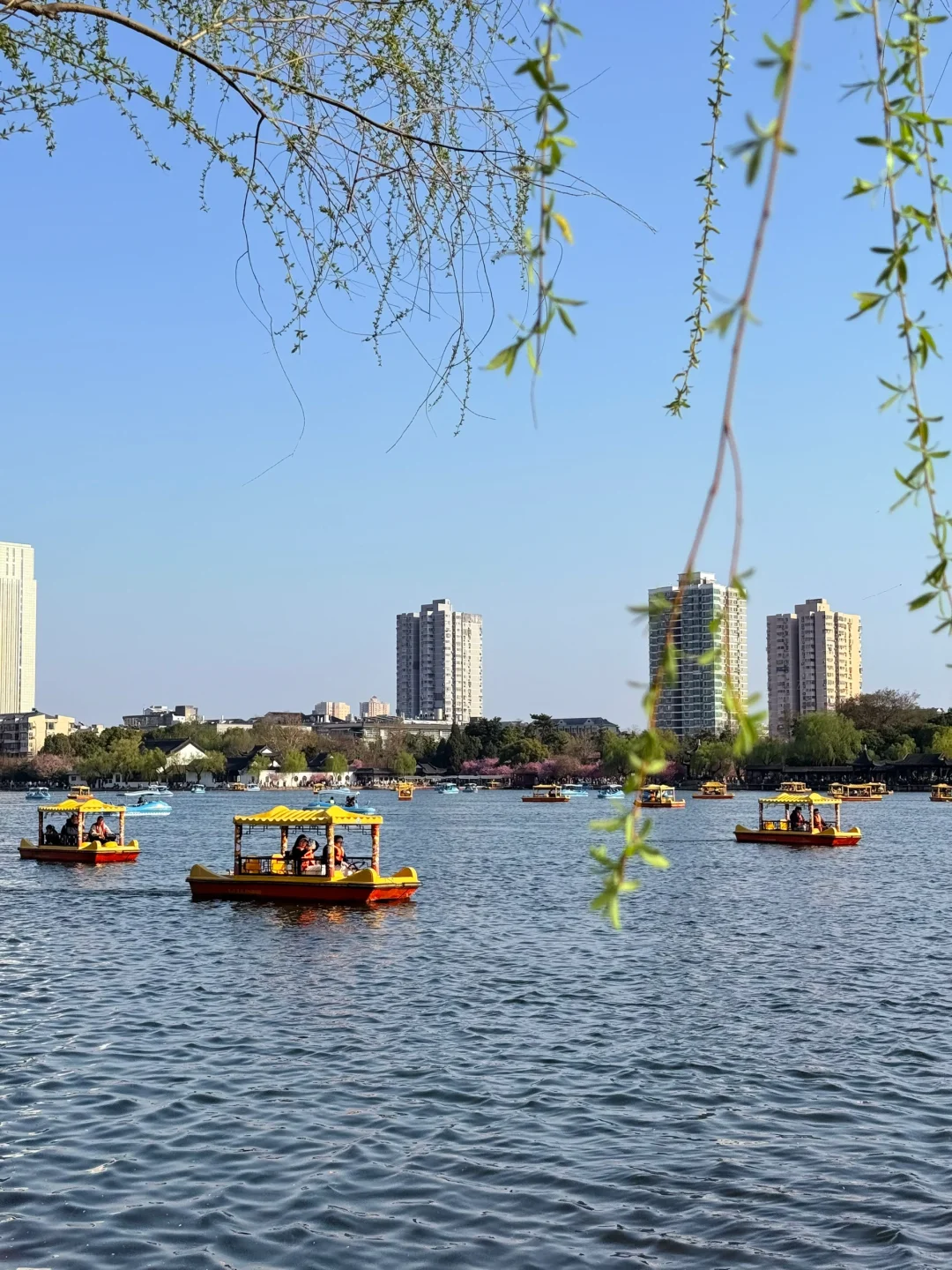 📍南京｜避开人流！0元get海棠花海秘境🌸