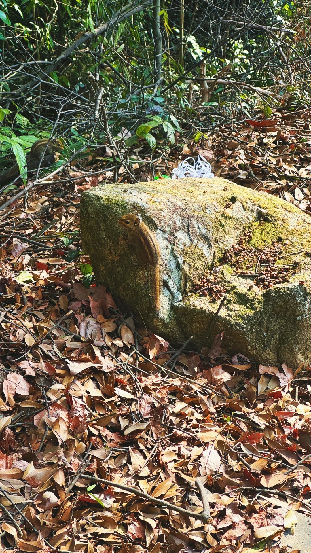 江岭溜腿的仨小时🫴🏻