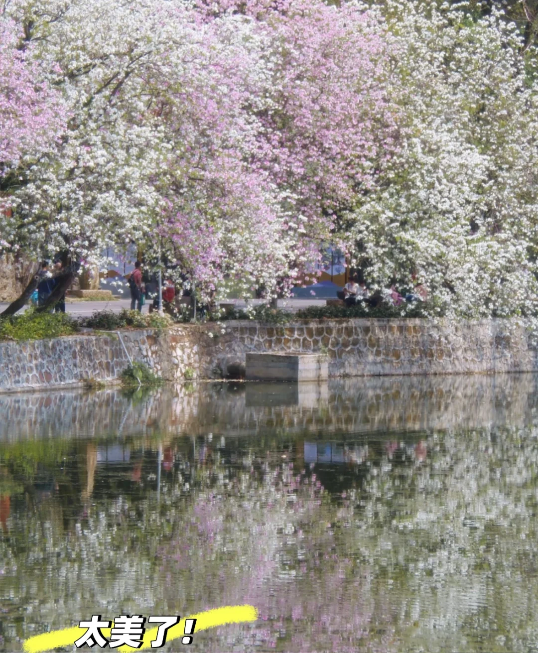 肇庆七星岩｜春日已成花海 赏花最全攻略来啦