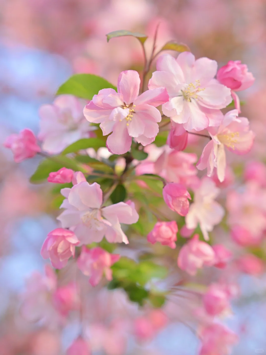 📍南京｜避开人流！0元get海棠花海秘境🌸