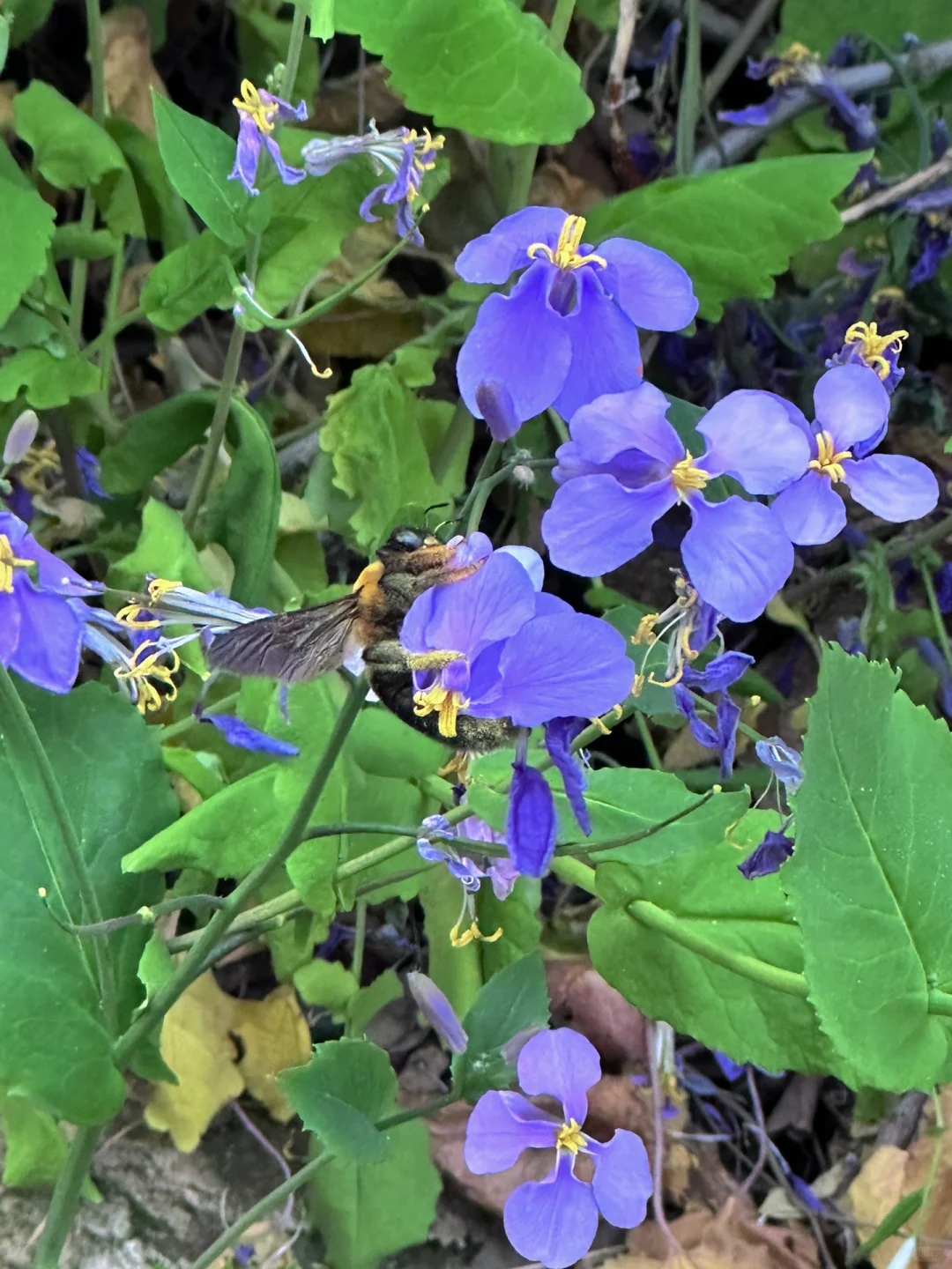 今年万事“紫”定赢🦋💜🦋💜🦋