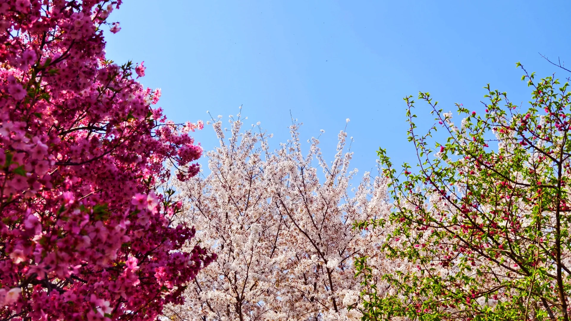 郑州赏花第5期：丰乐樱花园赏樱花攻略