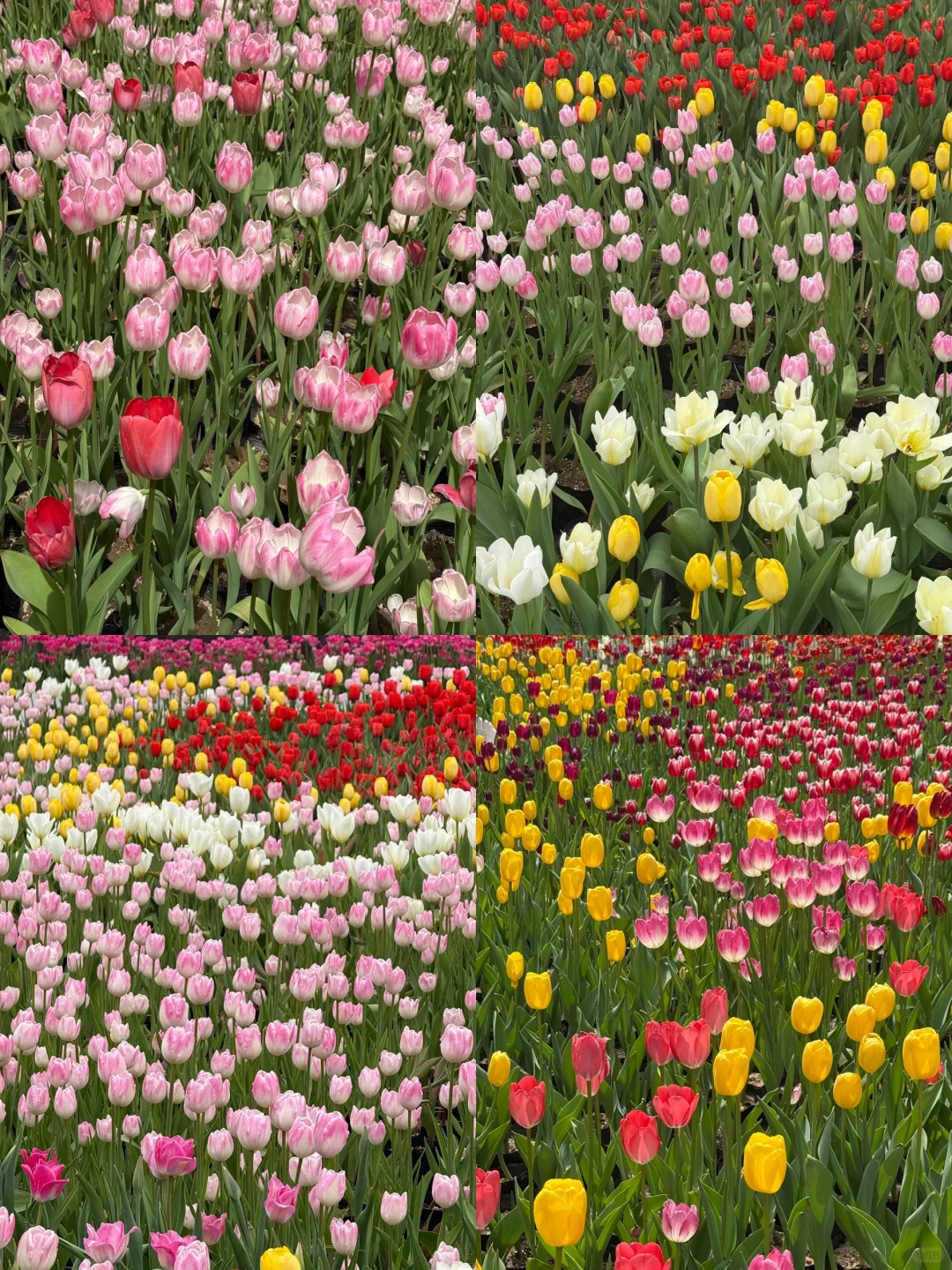 宝泉🌷💦🚶｜暴走一日游攻略（错峰详细路线）