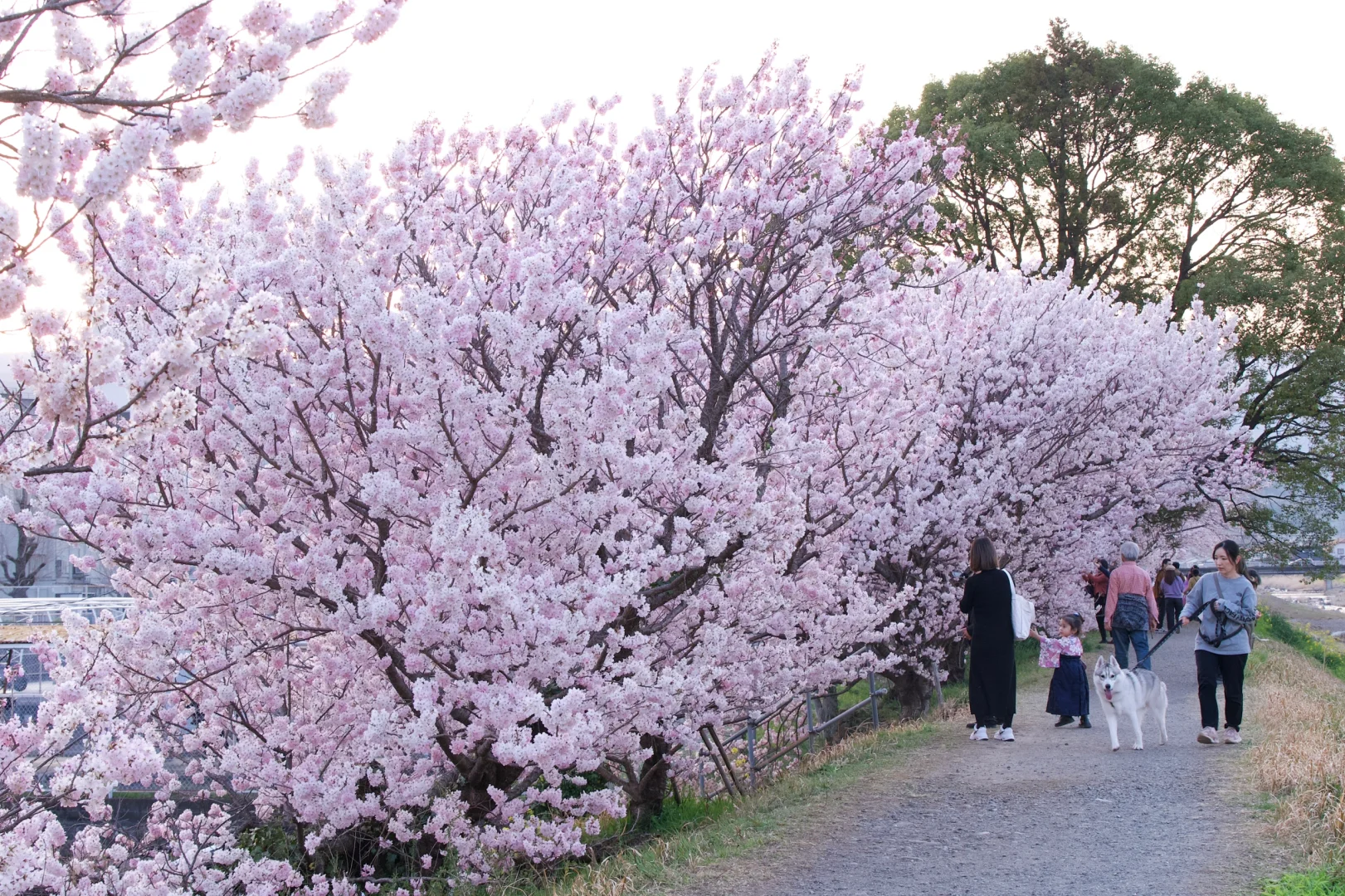 3.23樱花实况 | 跌入神奈川的粉色花海里！