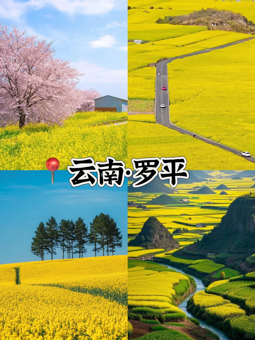 接下来的3-4月是这样的🌸(赏花好去处攻略)