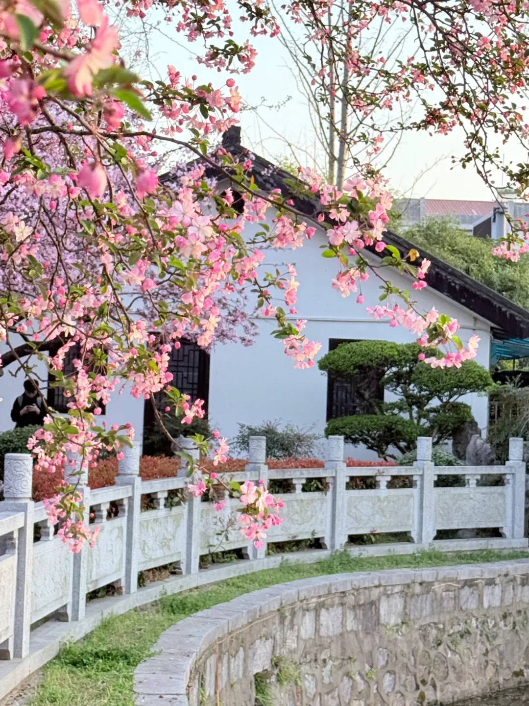 📍南京｜避开人流！0元get海棠花海秘境🌸