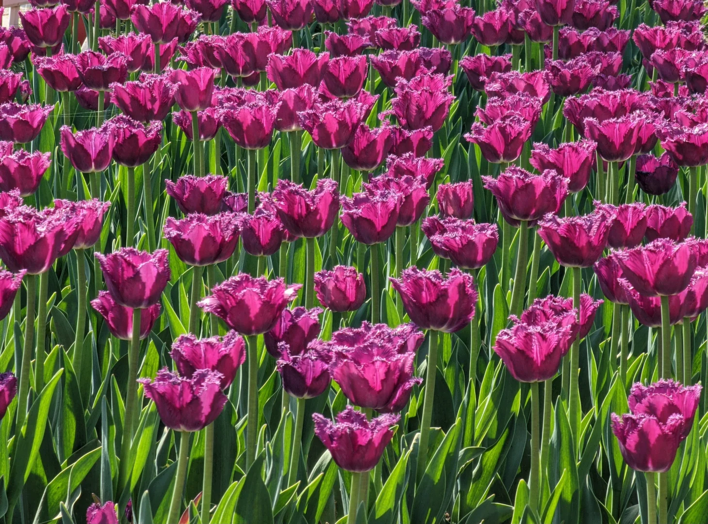 春天取景器 ̗̀📟🌷