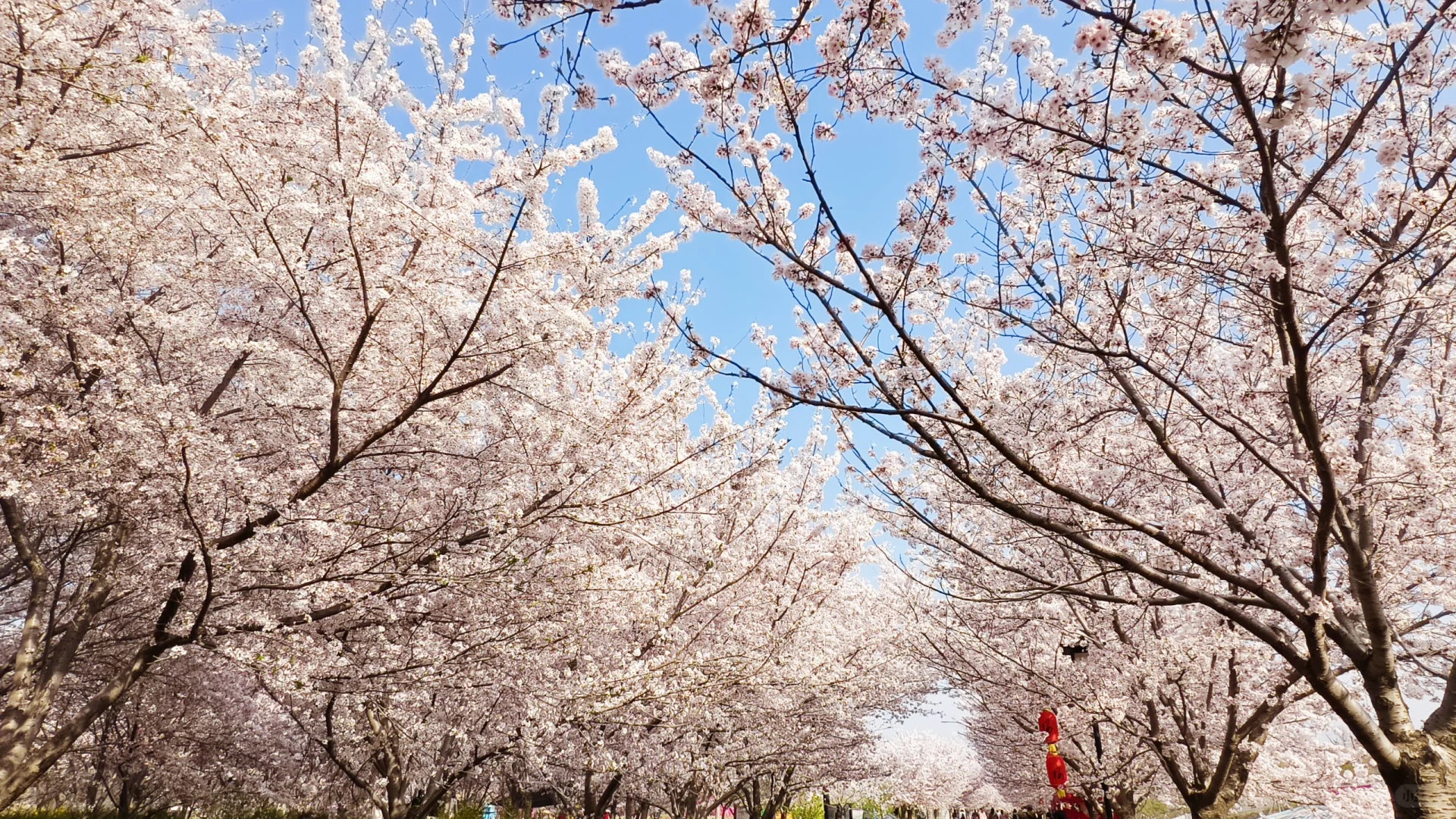 郑州赏花第5期：丰乐樱花园赏樱花攻略