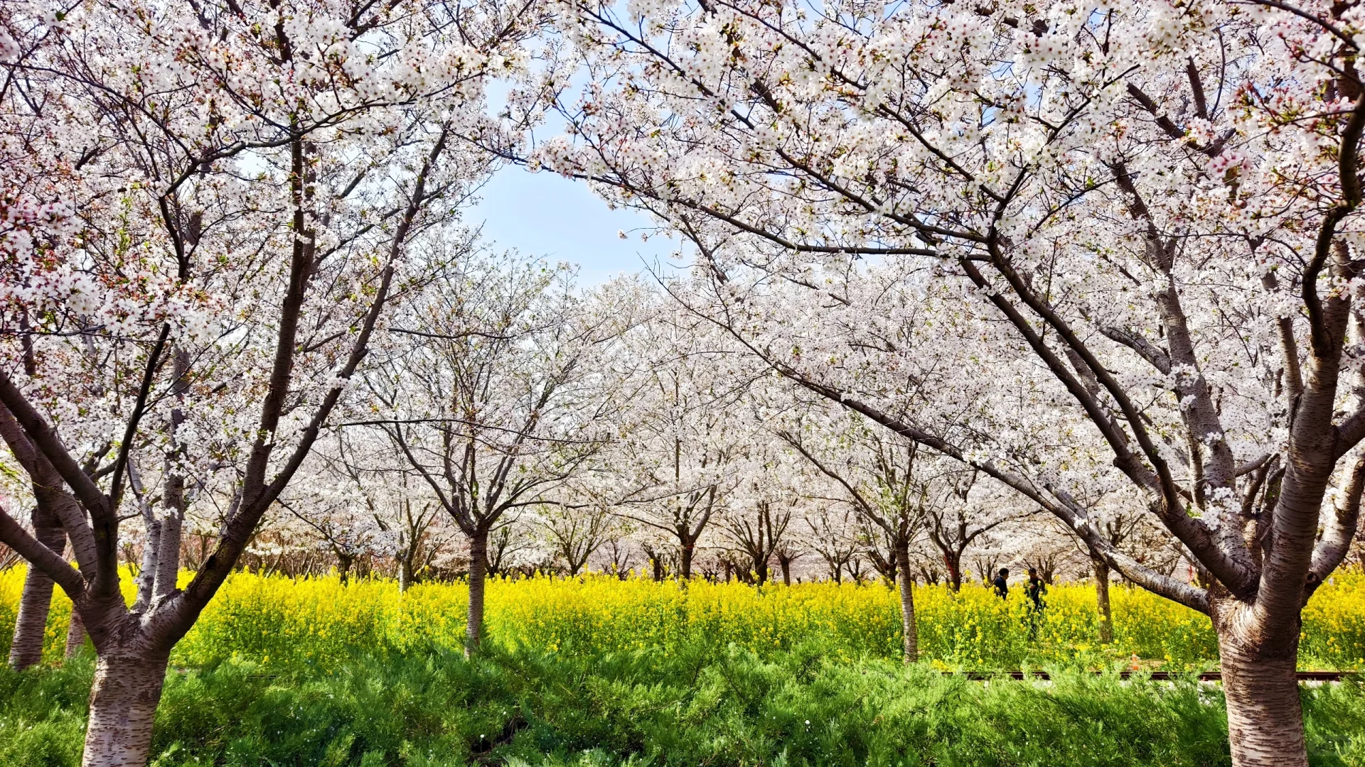郑州赏花第5期：丰乐樱花园赏樱花攻略