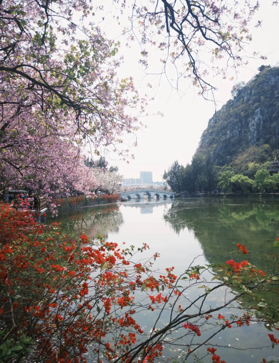 肇庆七星岩｜春日已成花海 赏花最全攻略来啦
