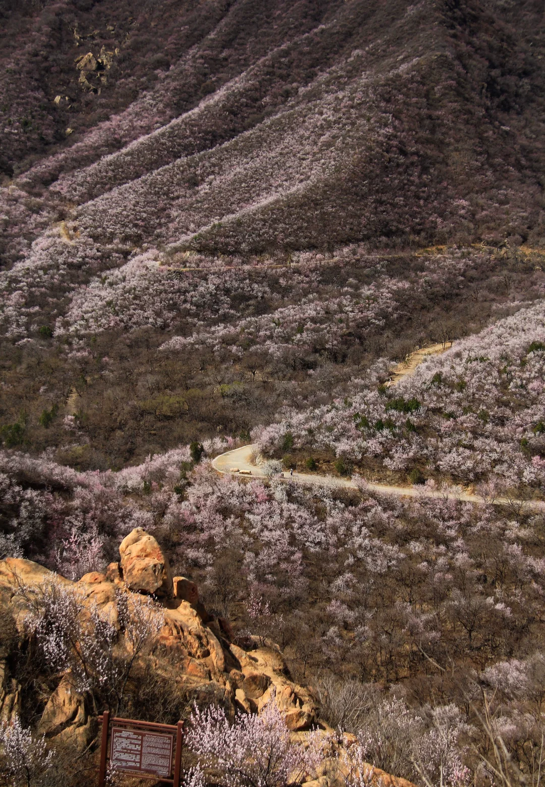 3.21实拍山花烂漫-白虎涧（后花园）