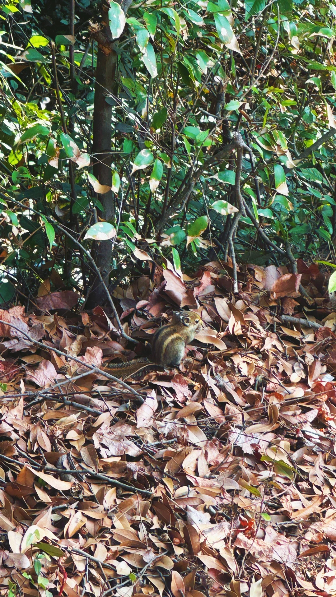 江岭溜腿的仨小时🫴🏻