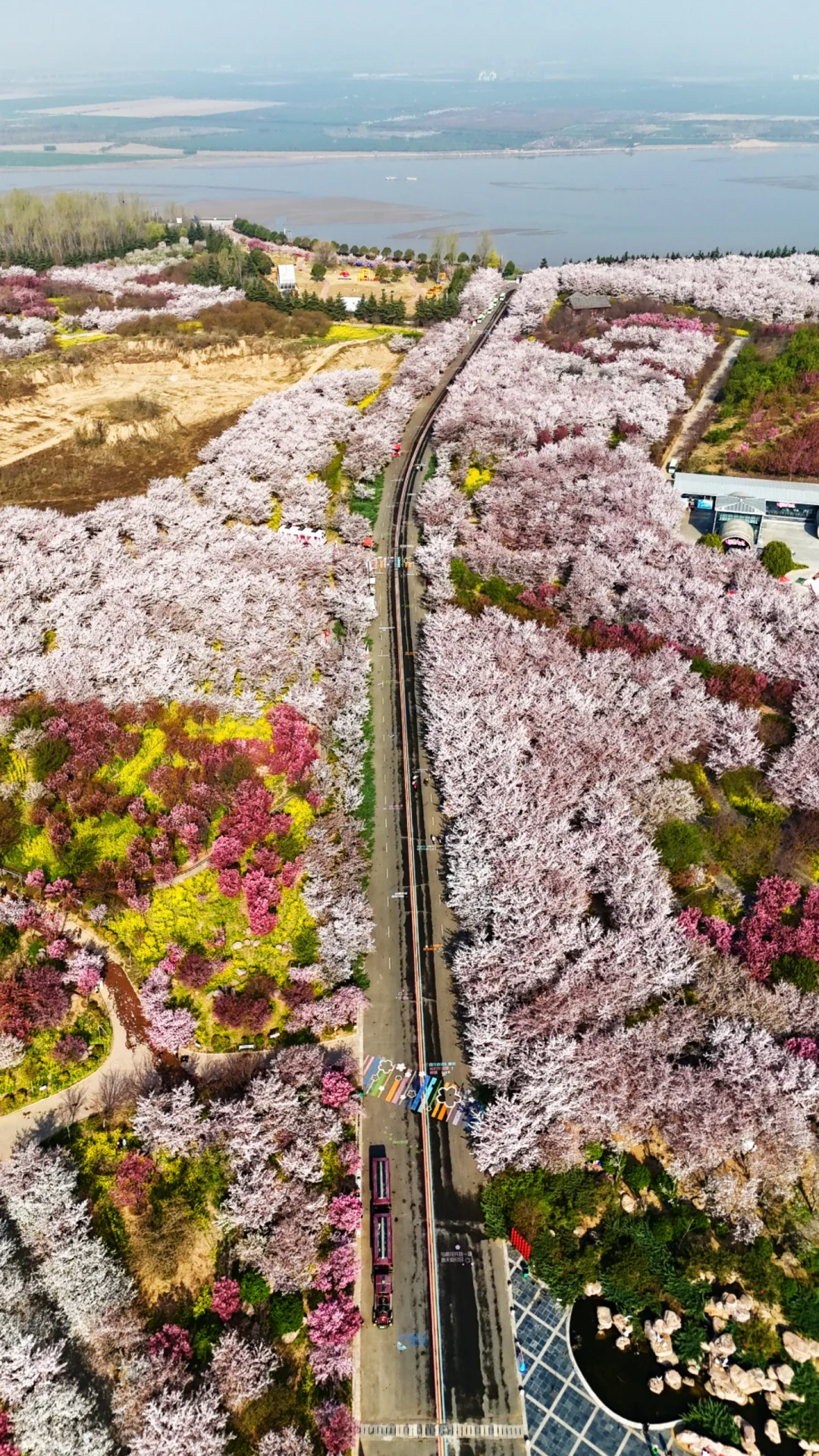 郑州赏花第5期：丰乐樱花园赏樱花攻略