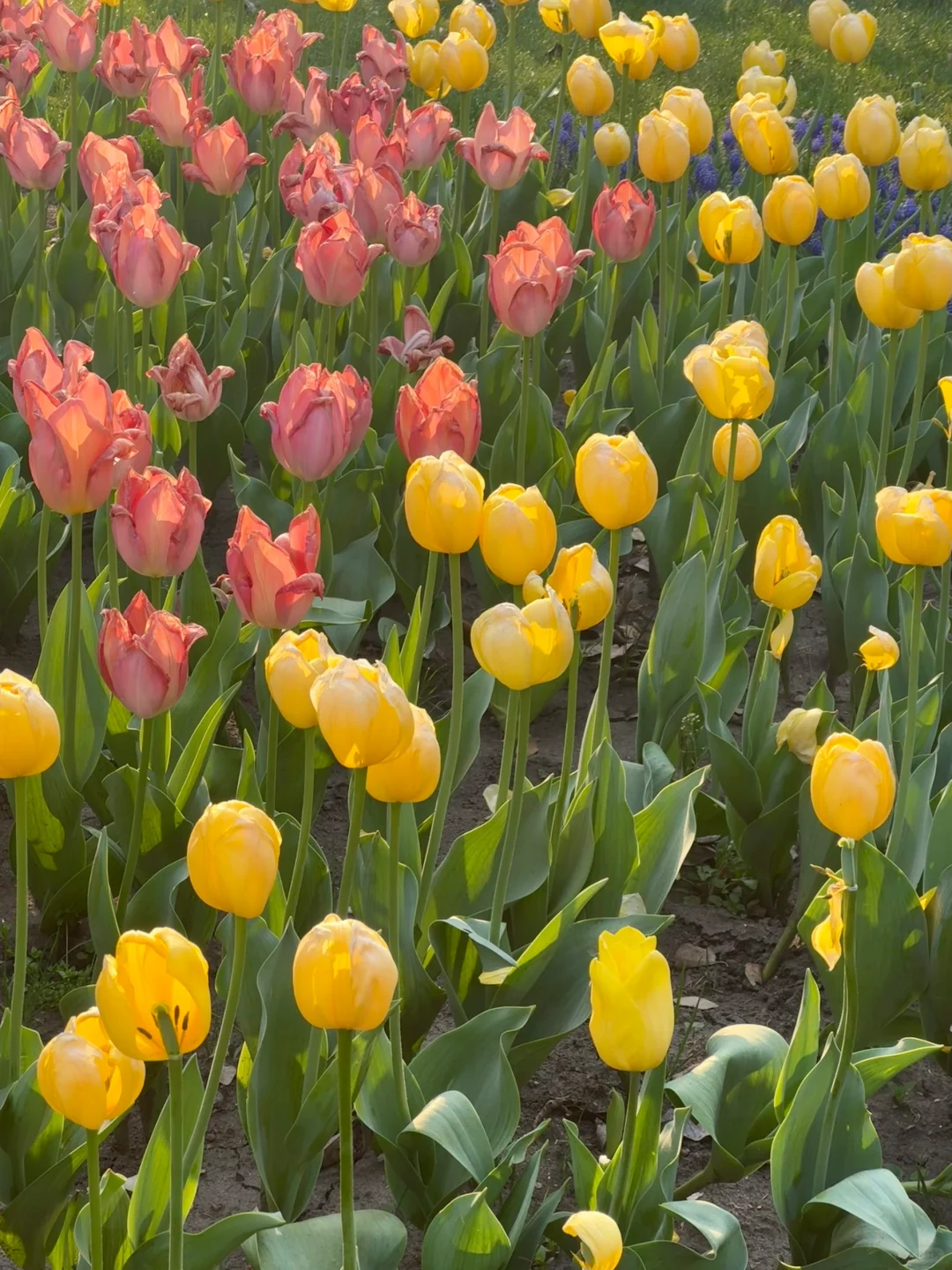 🌷 2025太子湾郁金香超全攻略｜赶早承包花海