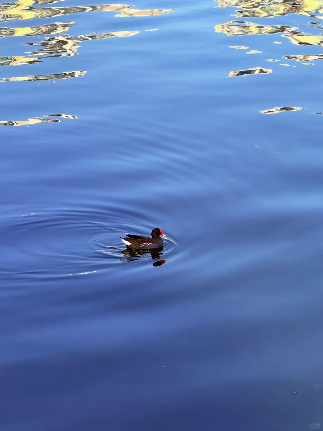 📍南京｜避开人流！0元get海棠花海秘境🌸