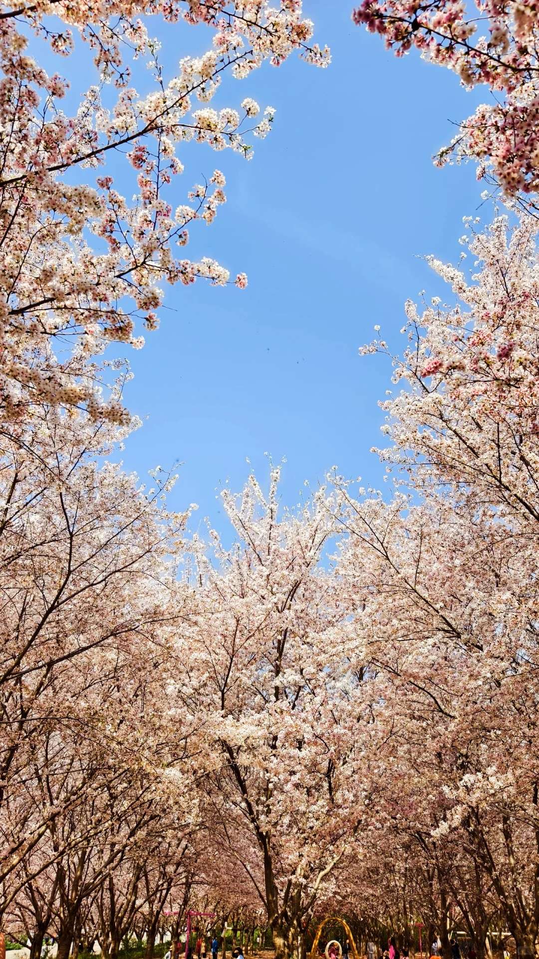 郑州赏花第5期：丰乐樱花园赏樱花攻略