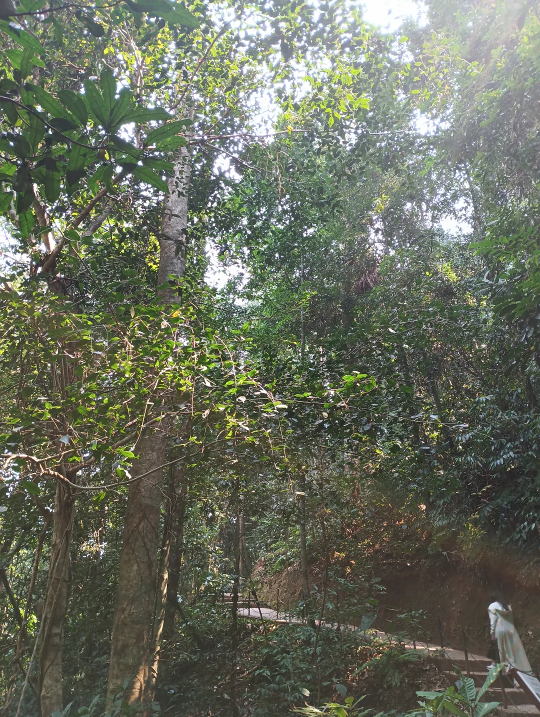 感受原始森林的能量