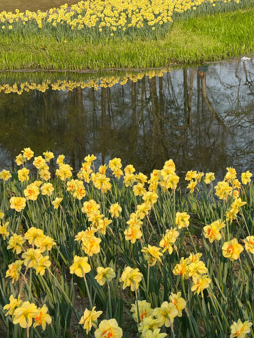 🌷 2025太子湾郁金香超全攻略｜赶早承包花海