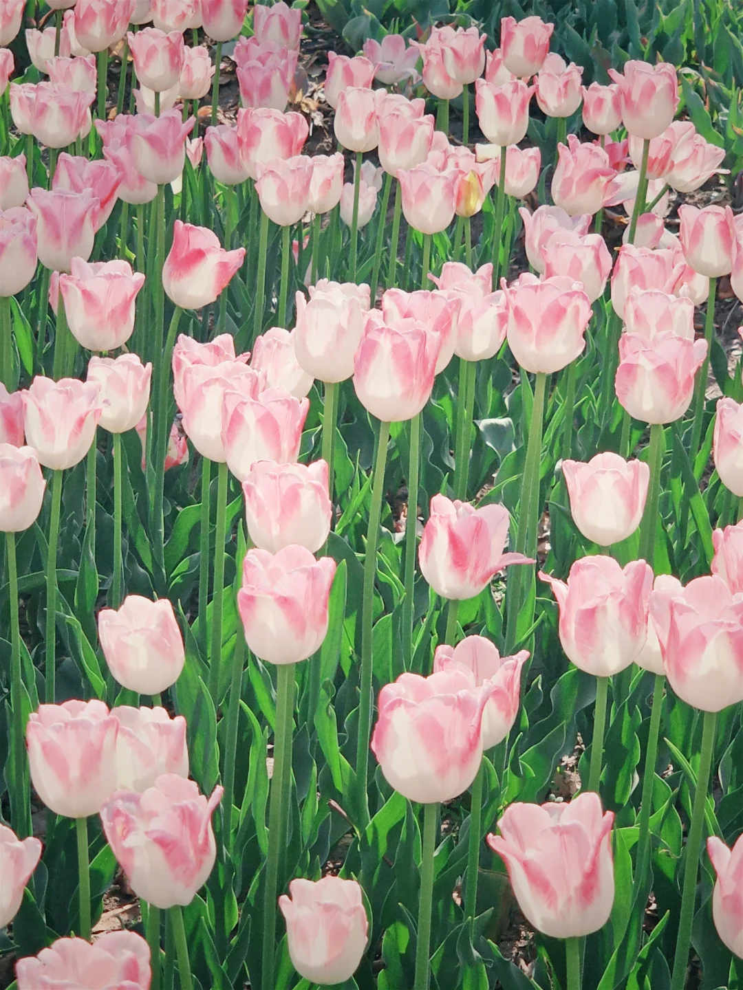 春天取景器 ̗̀📟🌷