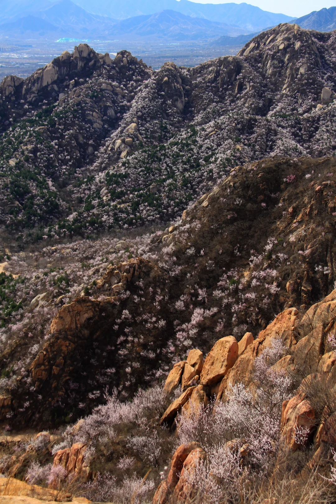 3.21实拍山花烂漫-白虎涧（后花园）