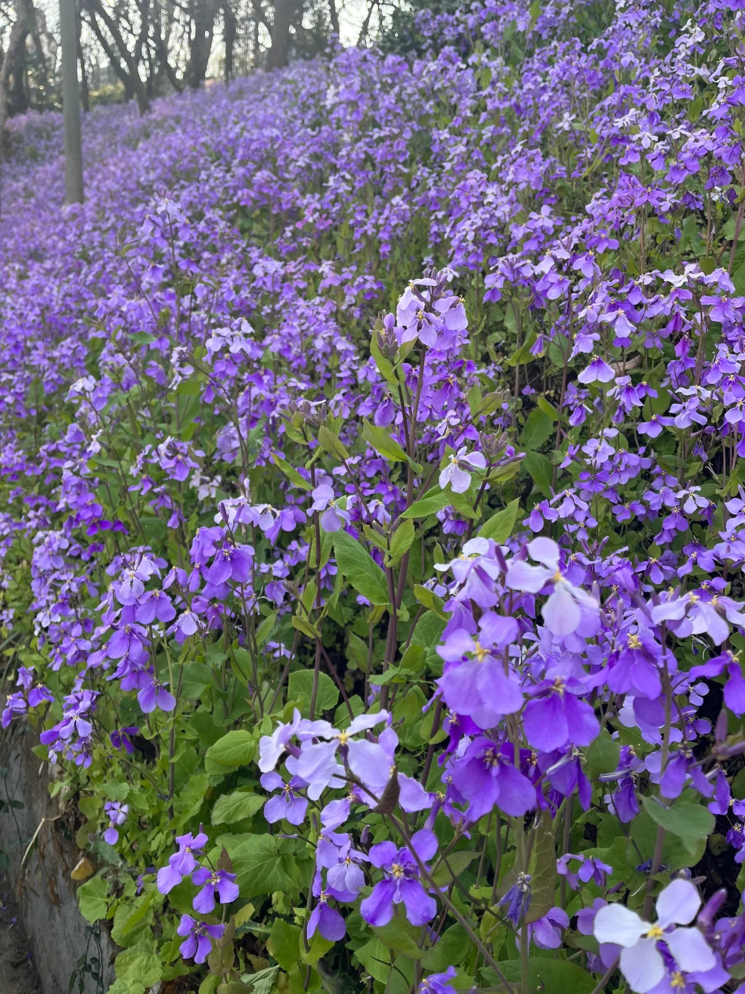 军山二月兰 手机里上百张照片拍不出它的美