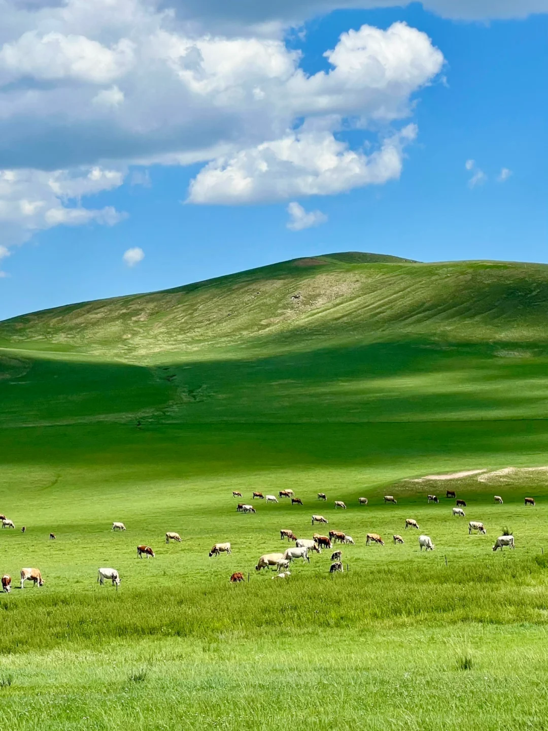 人生建议：6-8 月有空一定得去内蒙古‼️