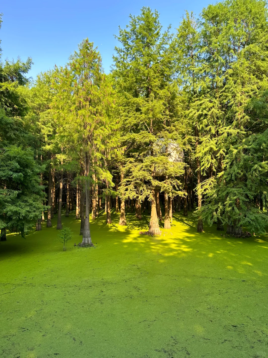 杭州青山湖🌳绝美!!!随手一拍就是大片!📸