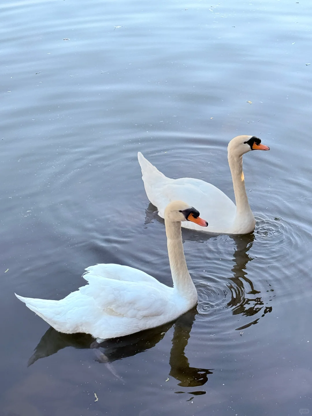 📍南京｜避开人流！0元get海棠花海秘境🌸