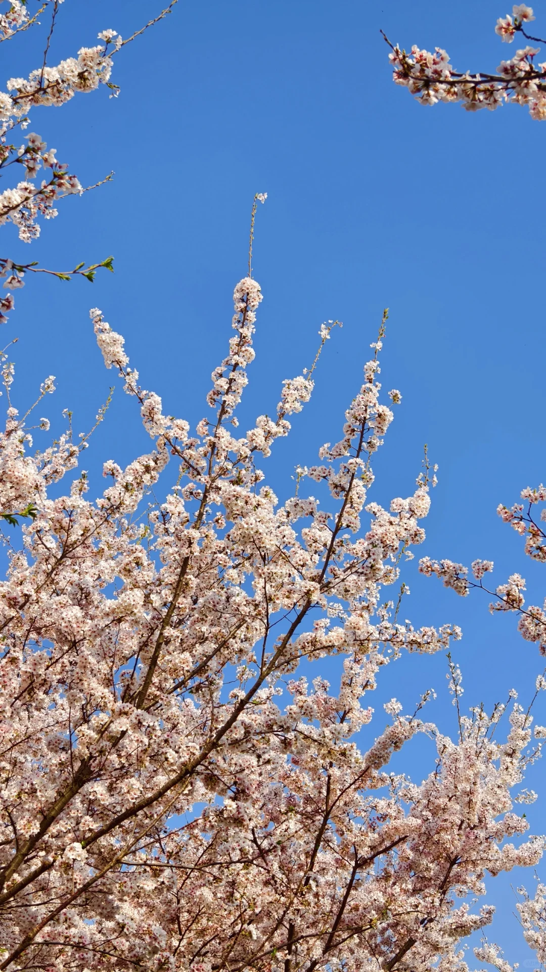 郑州赏花第5期：丰乐樱花园赏樱花攻略