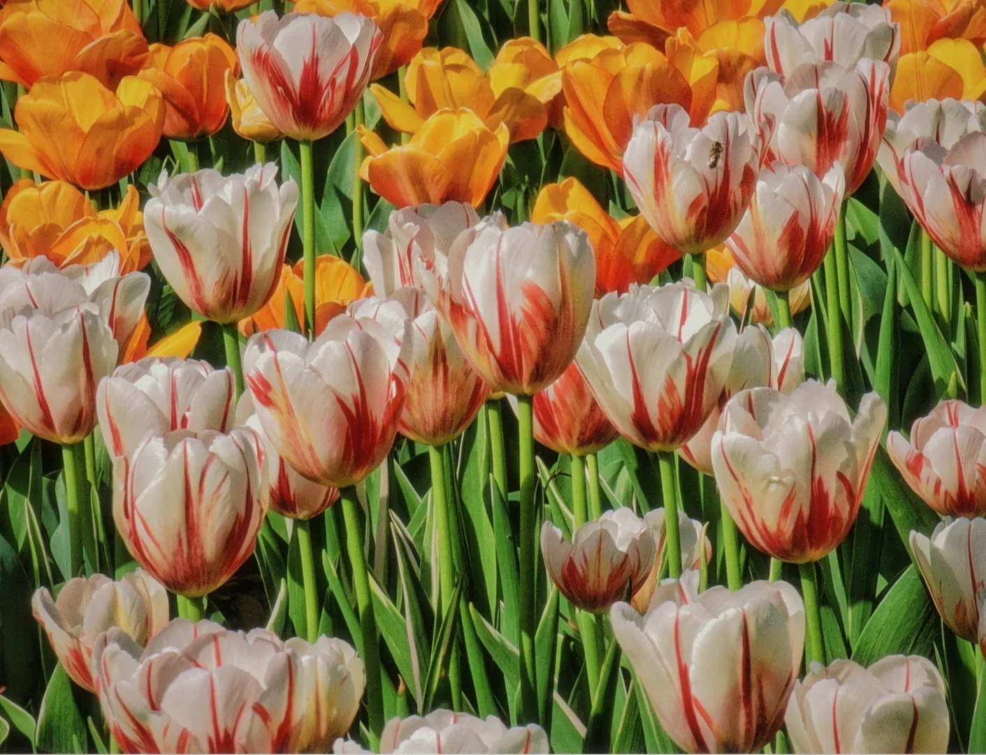 春天取景器 ̗̀📟🌷