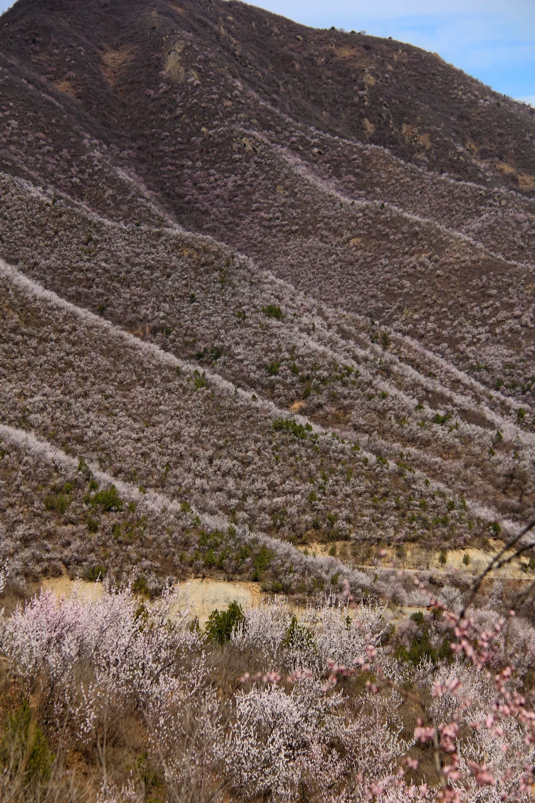 3.21实拍山花烂漫-白虎涧（后花园）