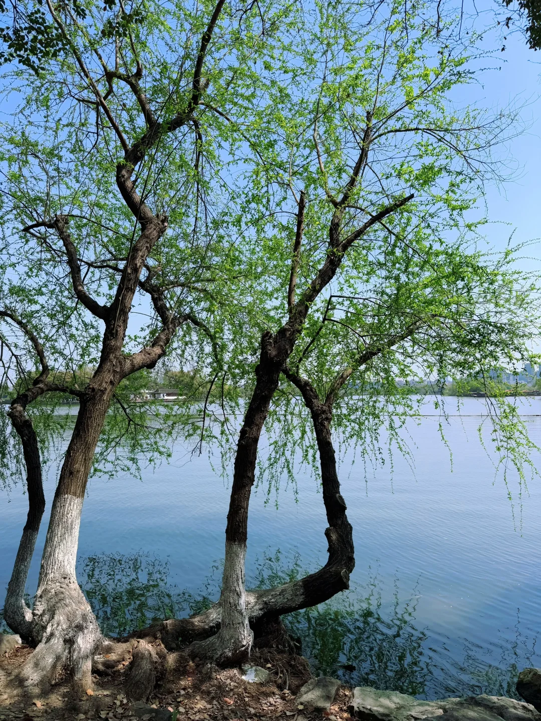 踏青赏花，上海周边人少景美的诗意画卷