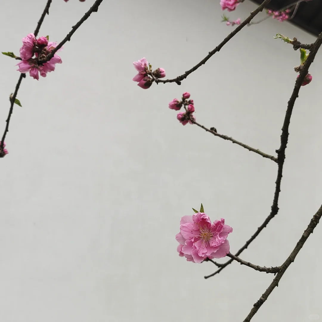 📍桃花源出行攻略