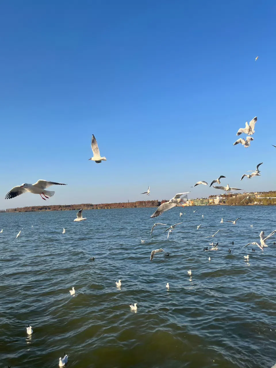 云南旅游现状,近期去的姐妹不要被XHS骗了