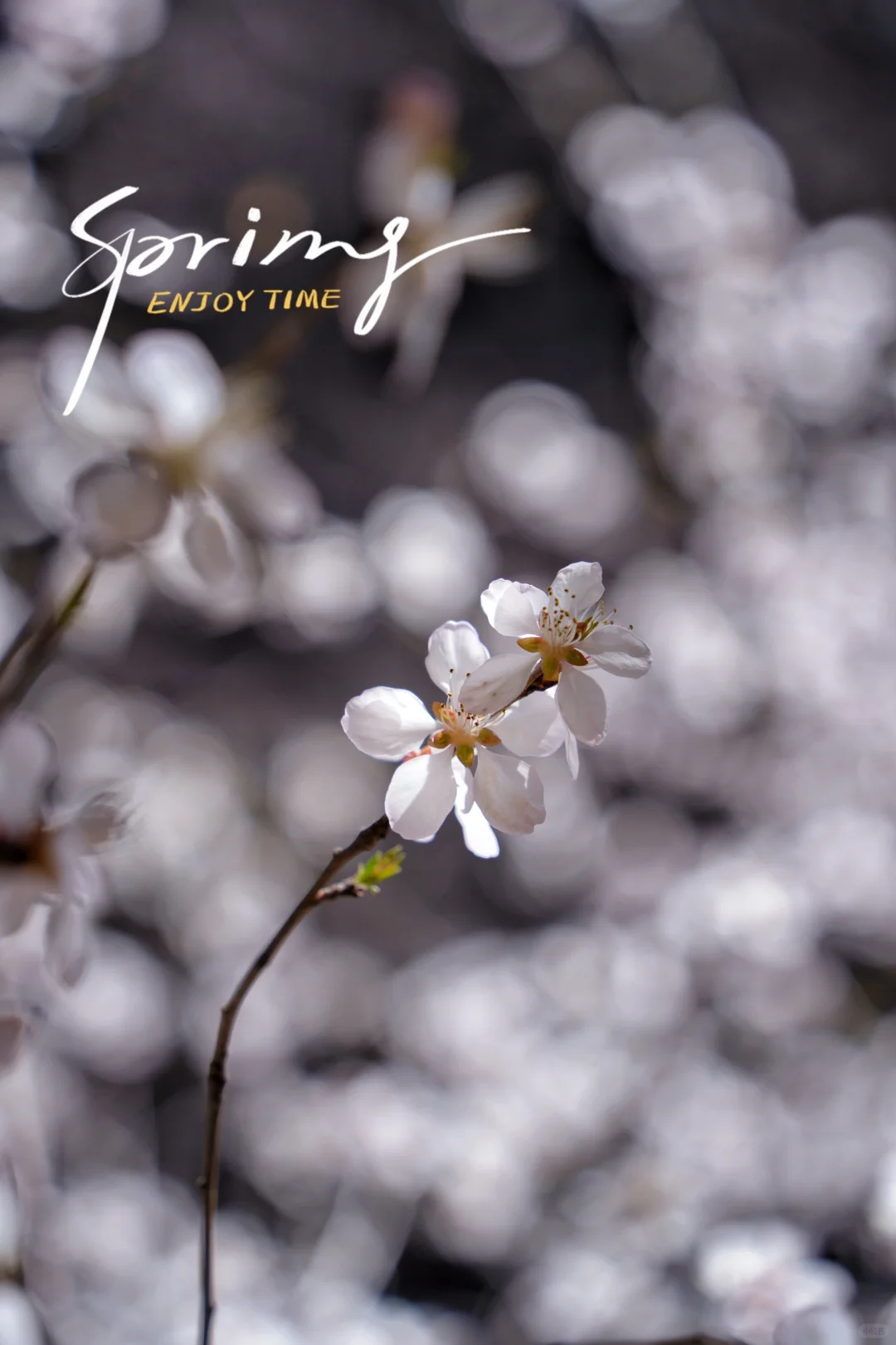 别再挤白虎涧‼️房山小众无人山谷太美🌸