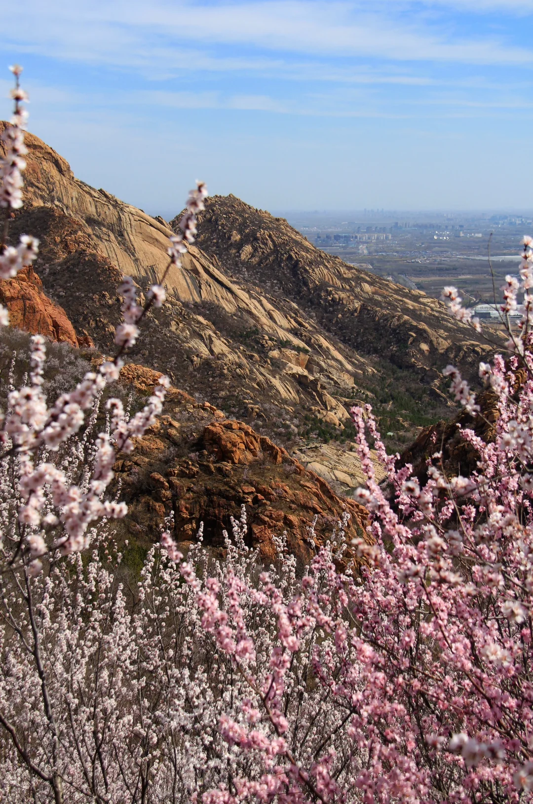 3.21实拍山花烂漫-白虎涧（后花园）