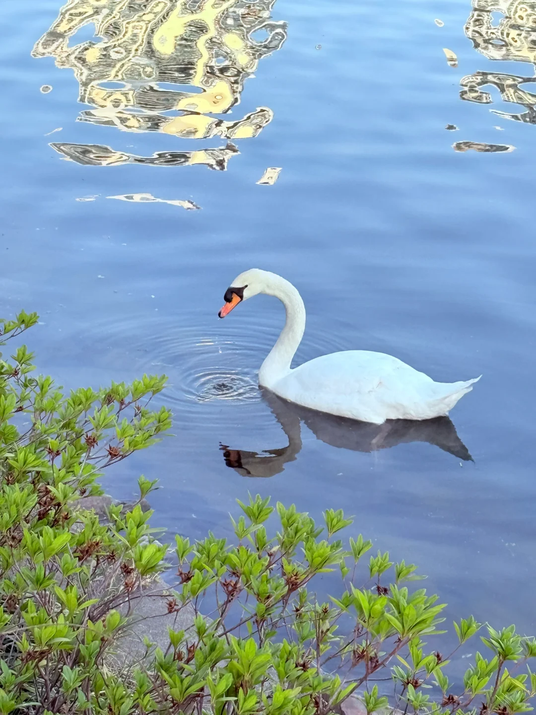 📍南京｜避开人流！0元get海棠花海秘境🌸
