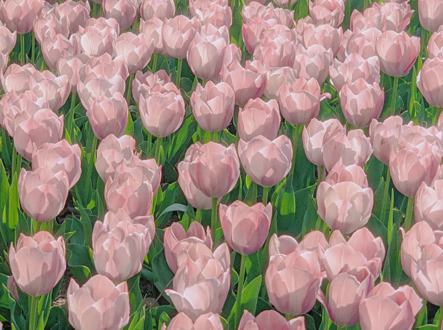 春天取景器 ̗̀📟🌷