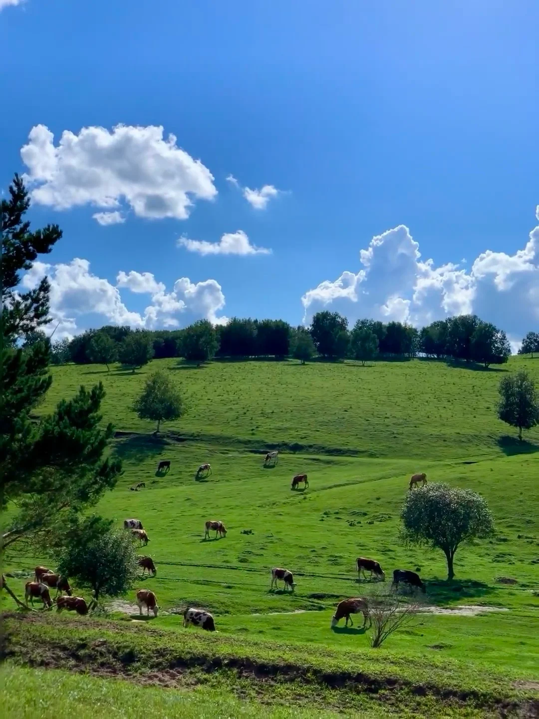 人生建议：6-8 月有空一定得去内蒙古‼️