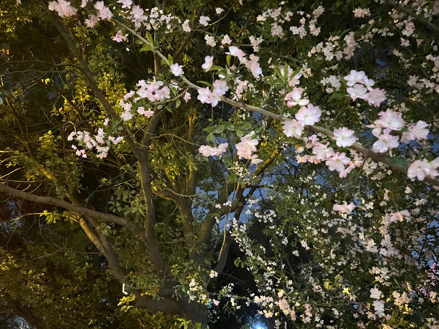 浪漫古镇樱花🌸🌸