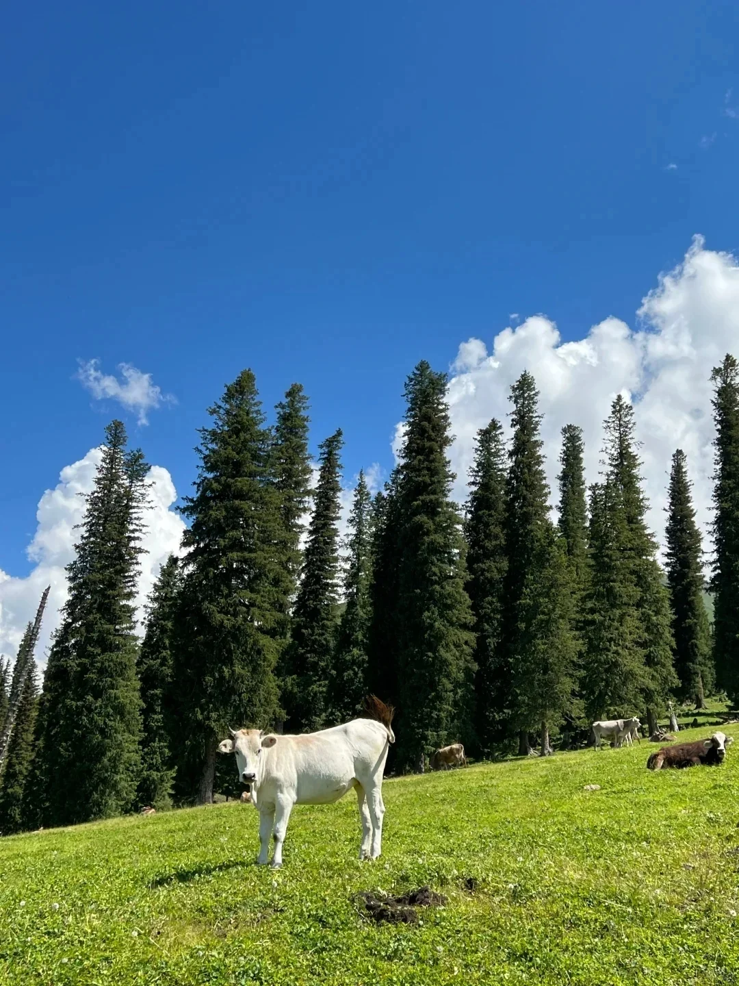 五一的新疆提前帮大家试过,这就是现状😅