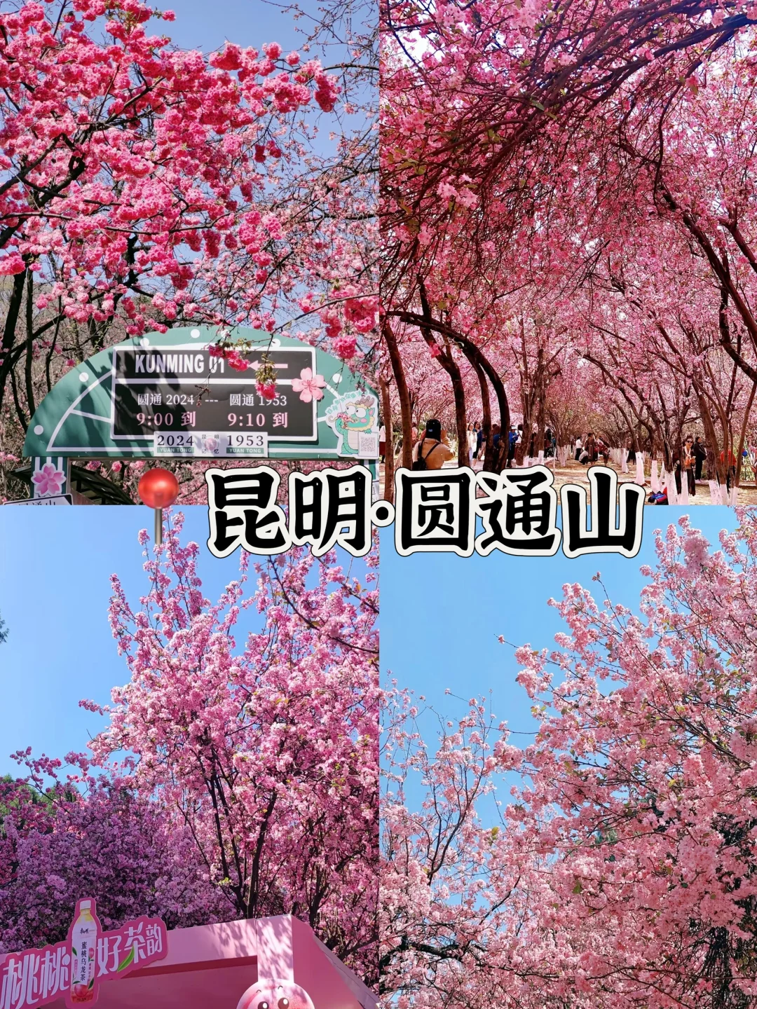 接下来的3-4月是这样的🌸(赏花好去处攻略)