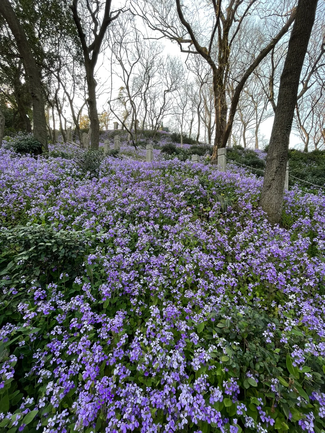 军山二月兰 手机里上百张照片拍不出它的美